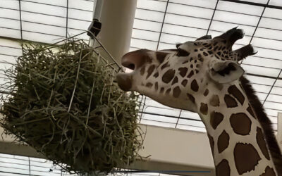 Brookfield Zoo Giraffe Feeding Baskets