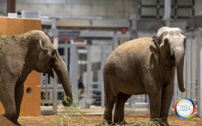 Cincinnati Zoo Elephant Trek (AGA Excellence Awards Winner)