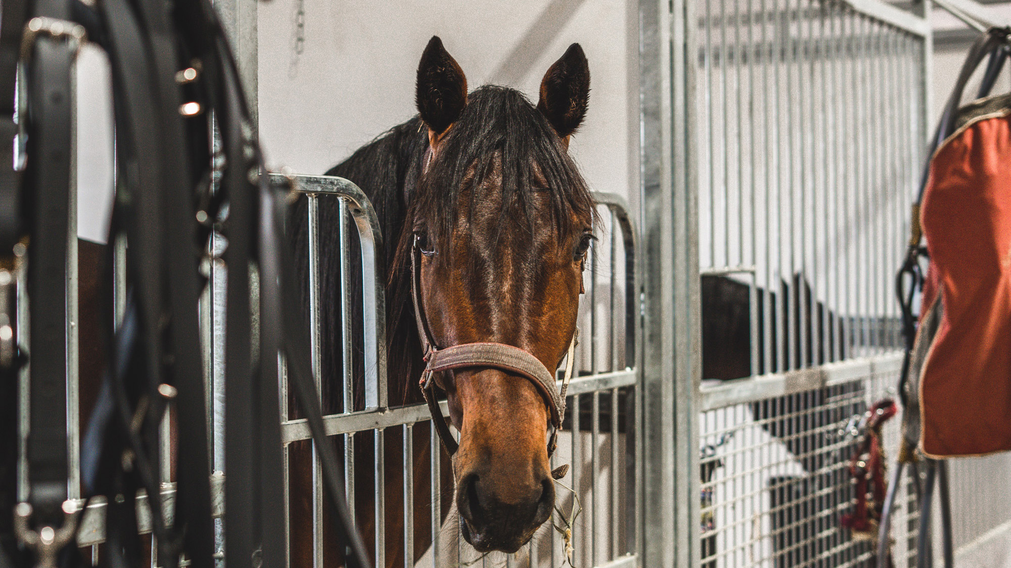 gregg-mcnair-stable-32_featured
